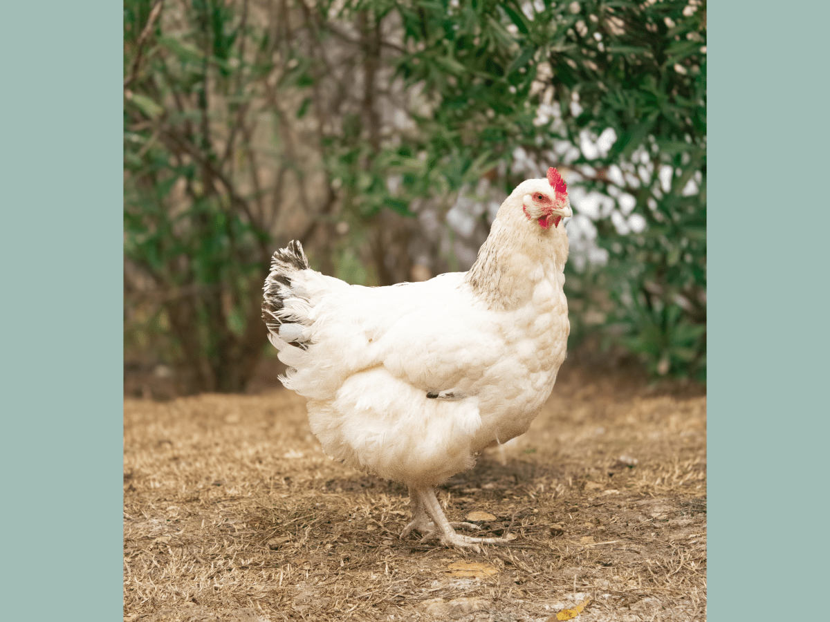 Cap vers l’Autonomie avec nos&nbsp;poulettes!